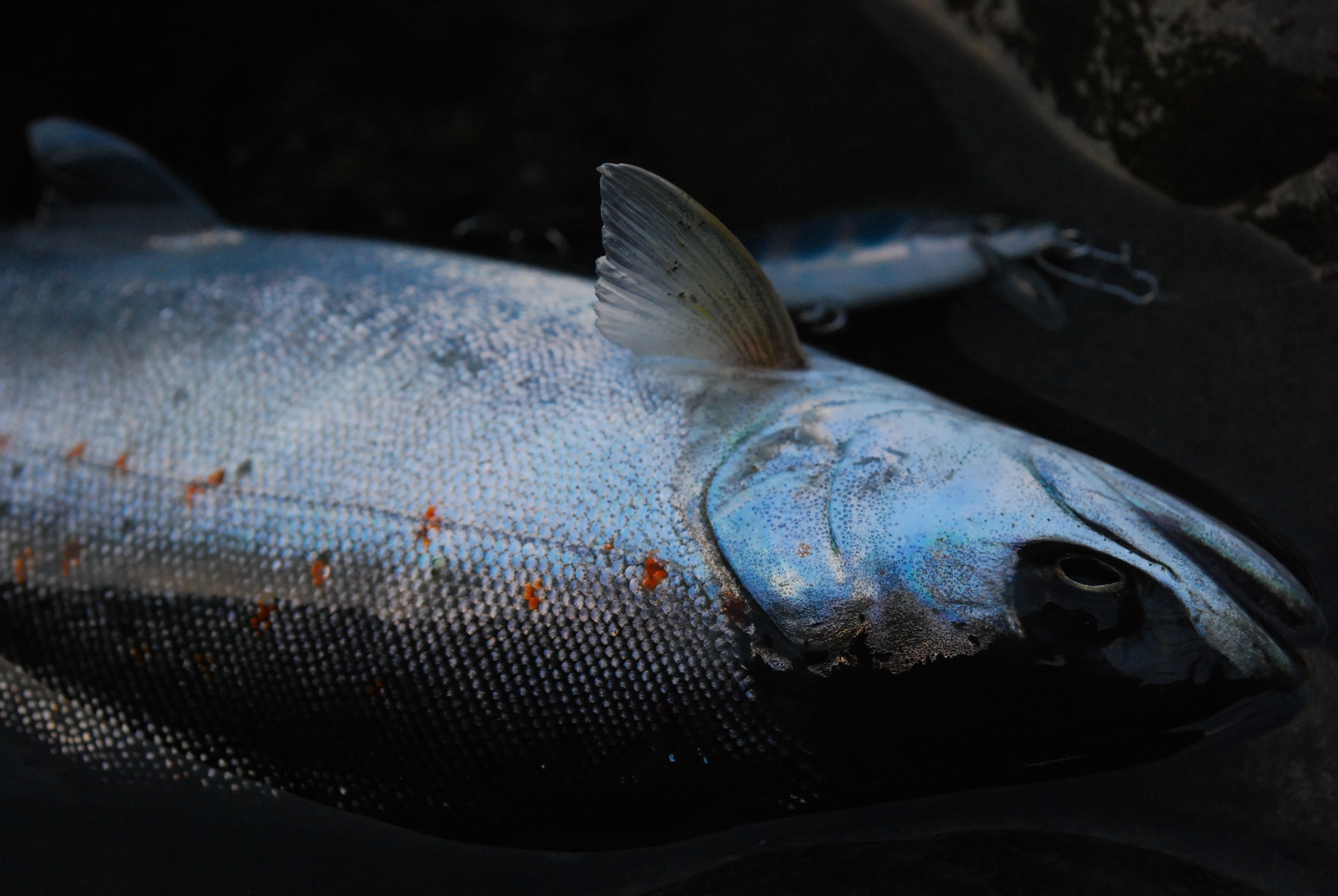 シルバーに光アマゴとウシワカ