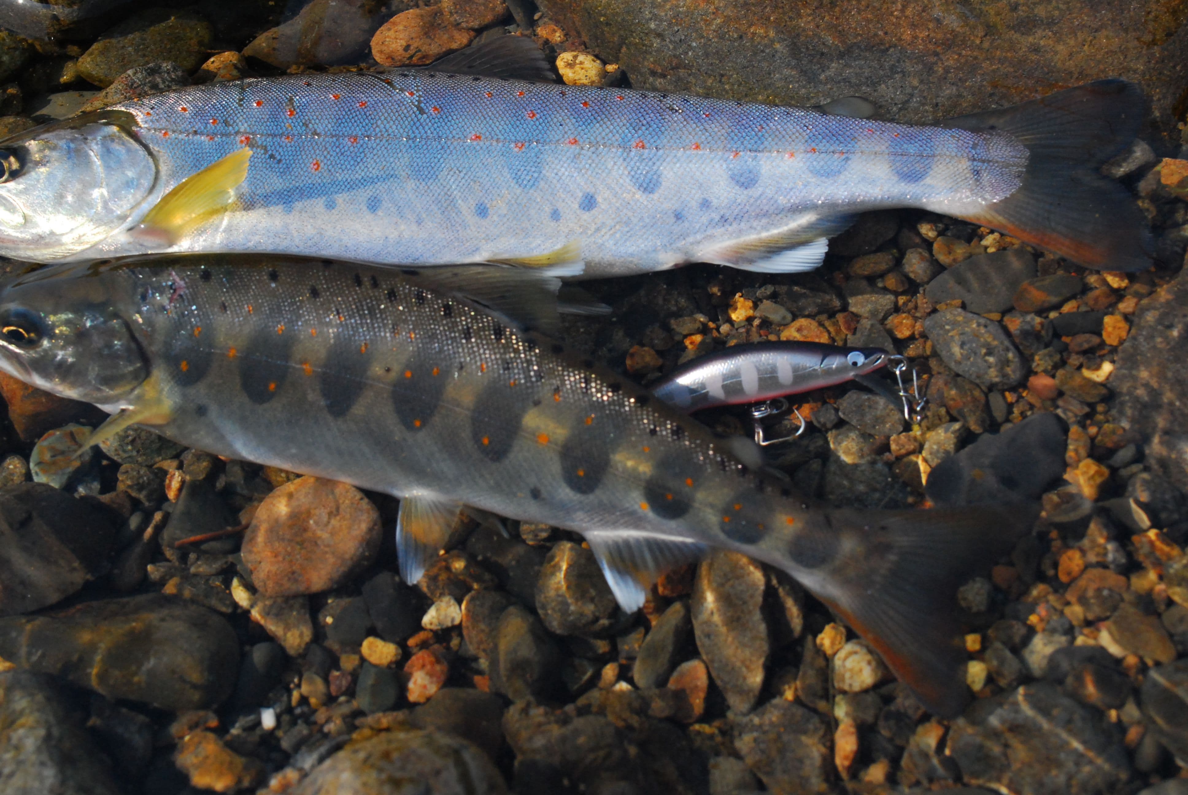 パーマークが綺麗な渓流のアマゴとウシワカ