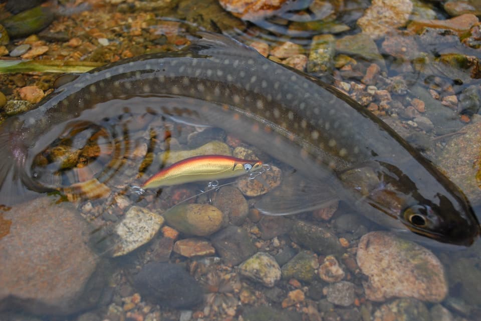 雨の中で釣れたイワナと赤いウシワカ