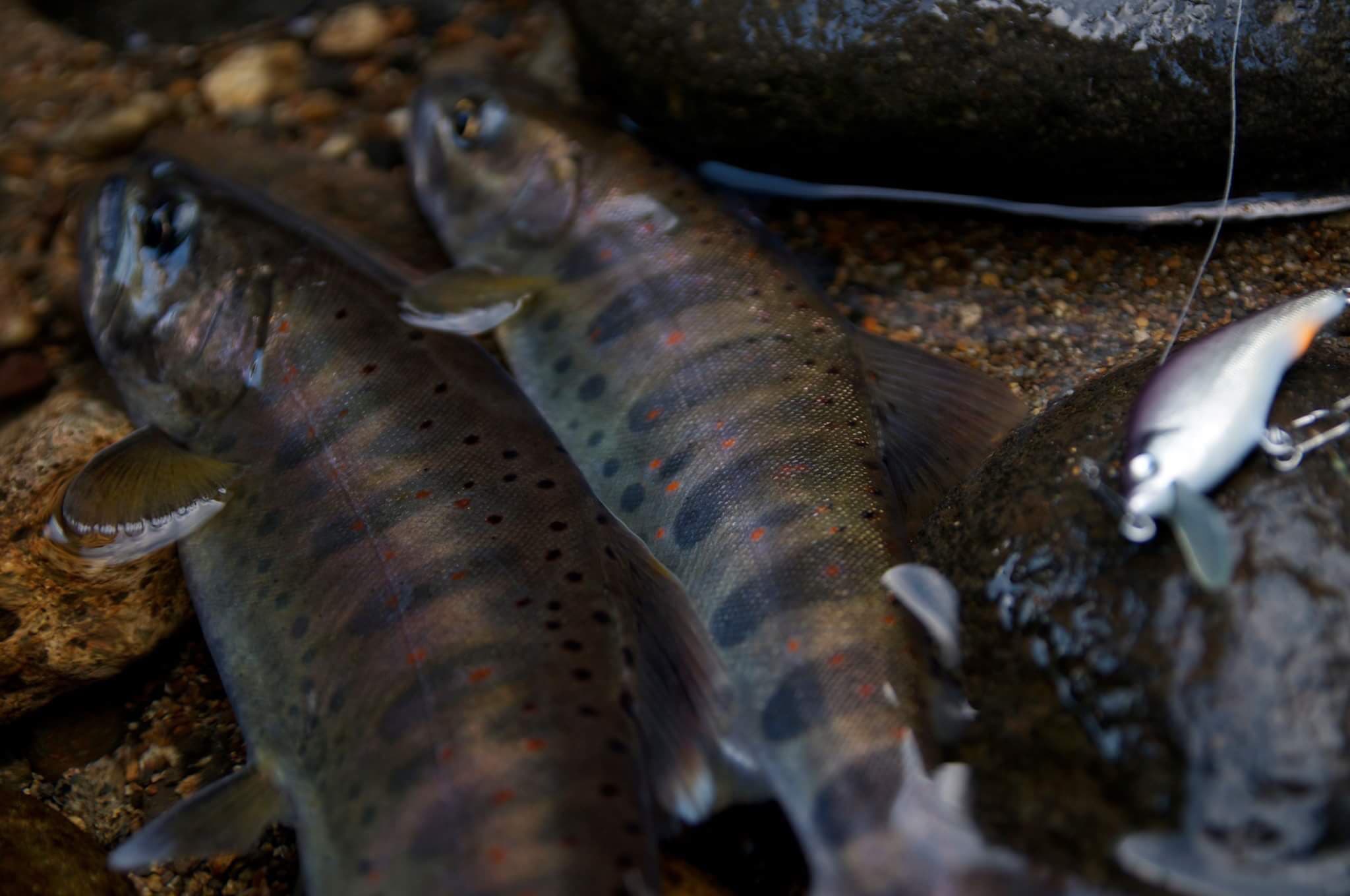 黒色の魚体をした２匹のアマゴとベンケイ