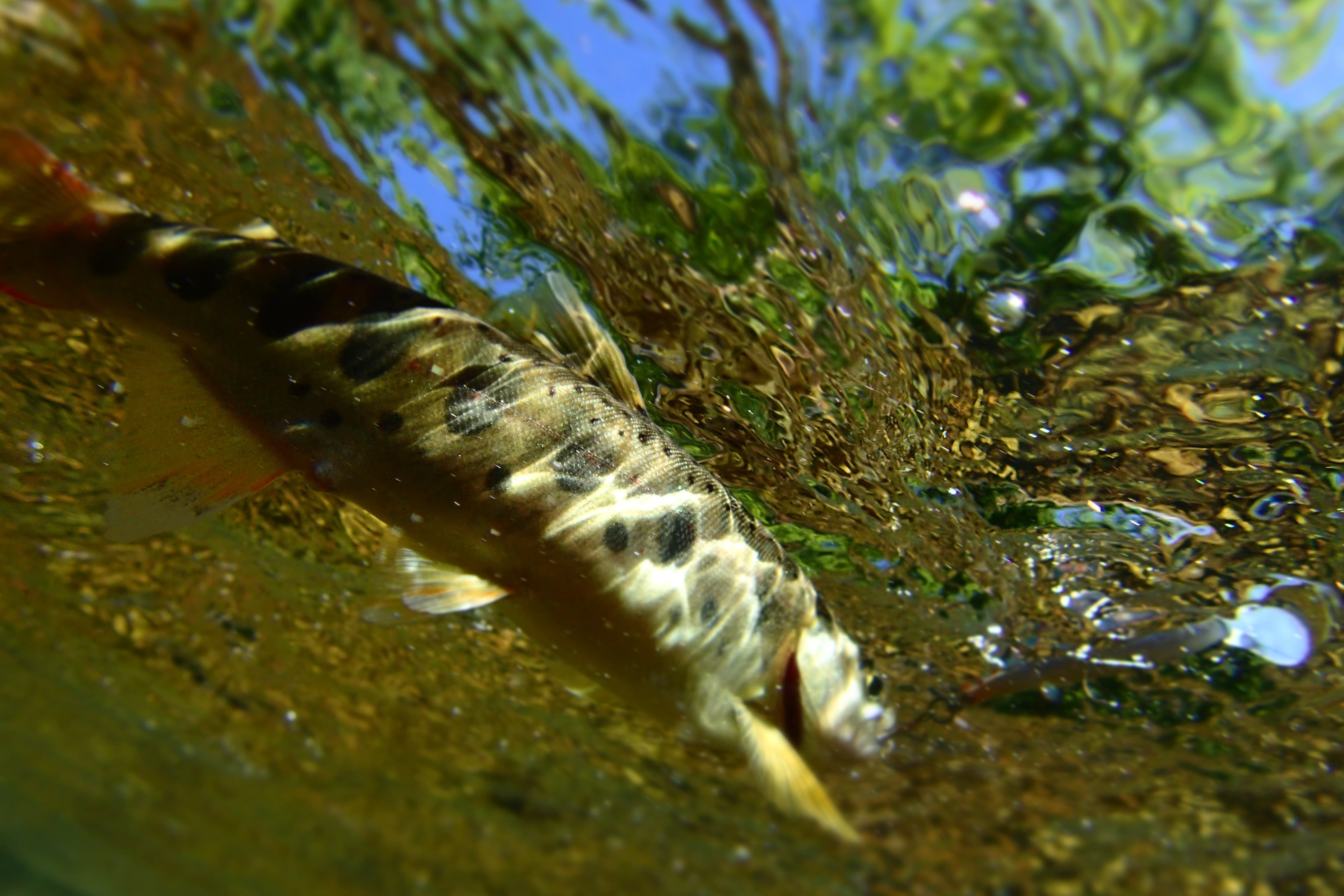 青い空が映る水面とアマゴ