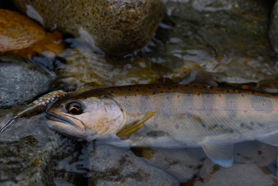 秋色の体色をしたアマゴとベンケイ
