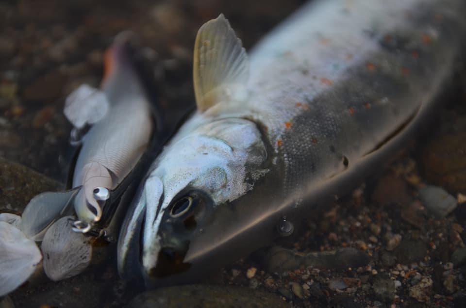 桜の花びらを見つめるアマゴとウシワカ６５