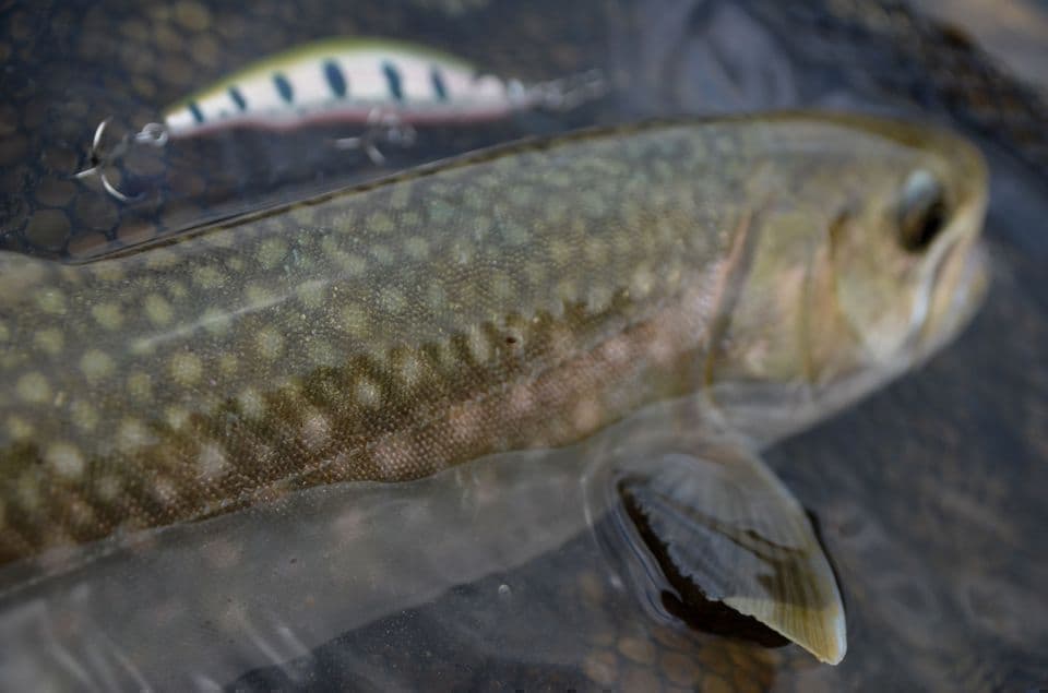 薄緑の背中が美しいイワナとプロトミノー