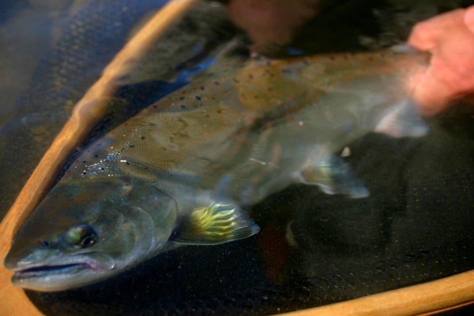 黒いネットに収まったサツキマス