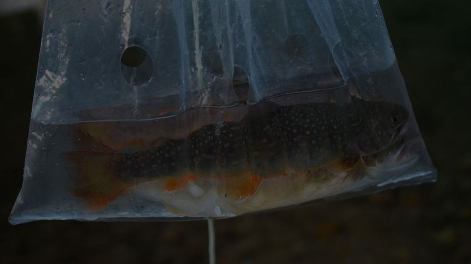 オレンジのヒレがキレイなイワナが入ったライブバッグ