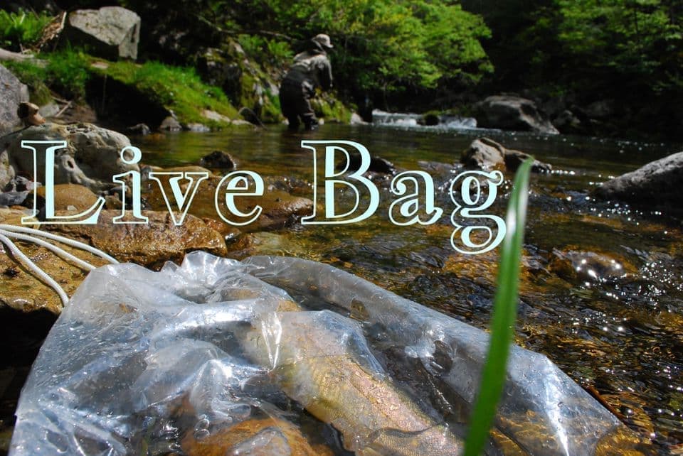 ライブバックに入れて次を狙うアングラー