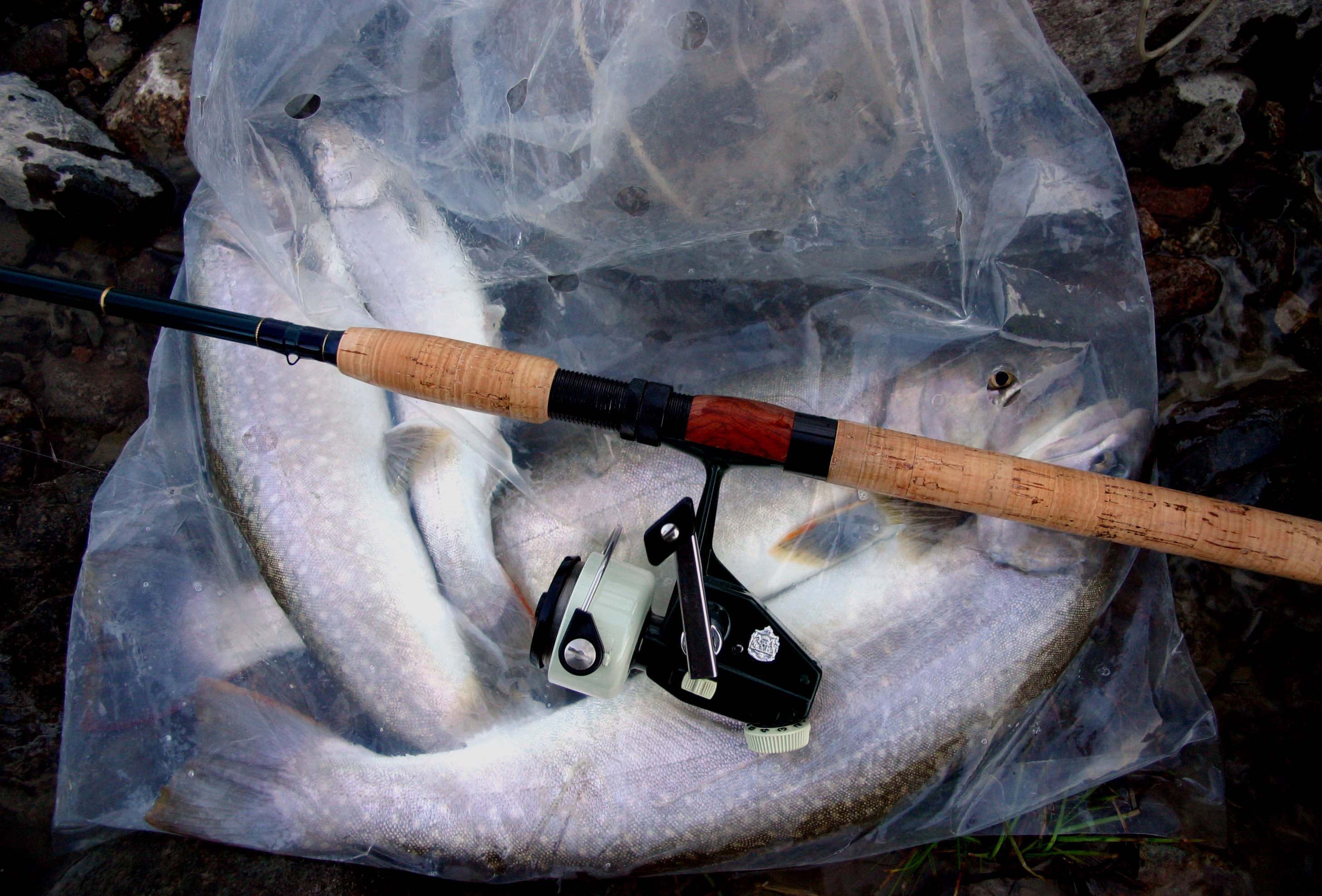 大イワナが何匹も入ったライブバッグとカーディナル