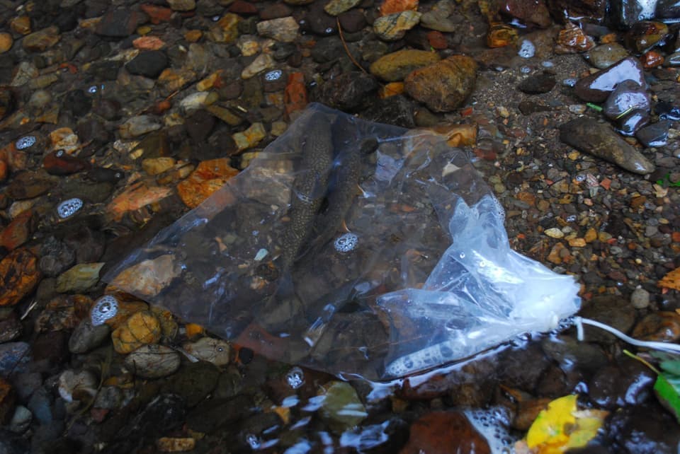 渓流ではライブバッグで魚をストック