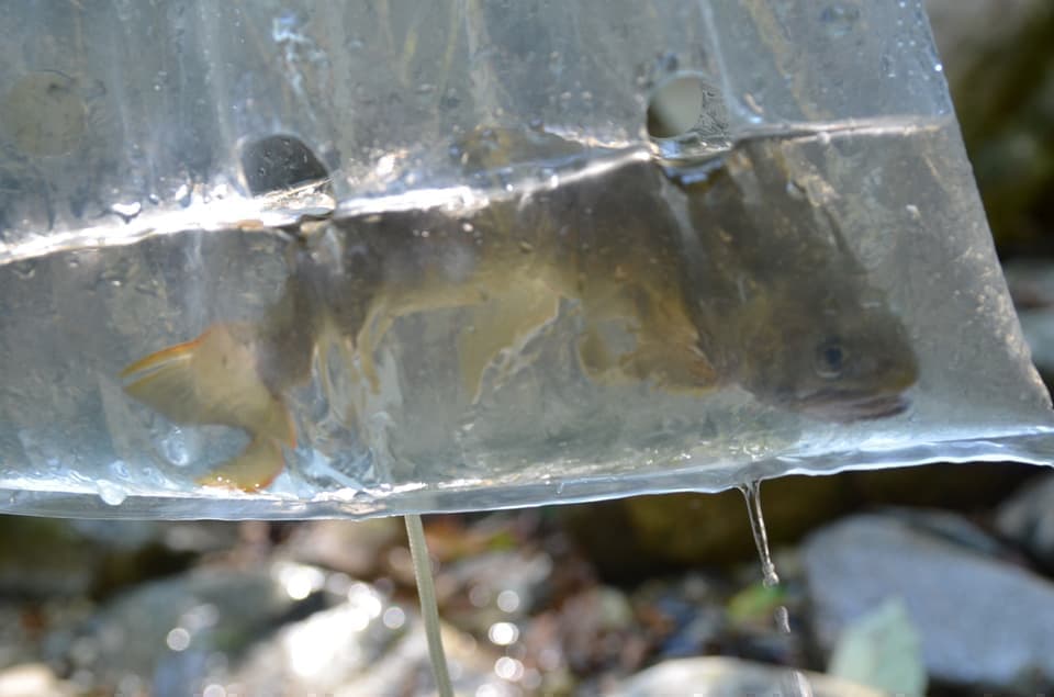 滴が落ちるイワナが入ったライブバッグ