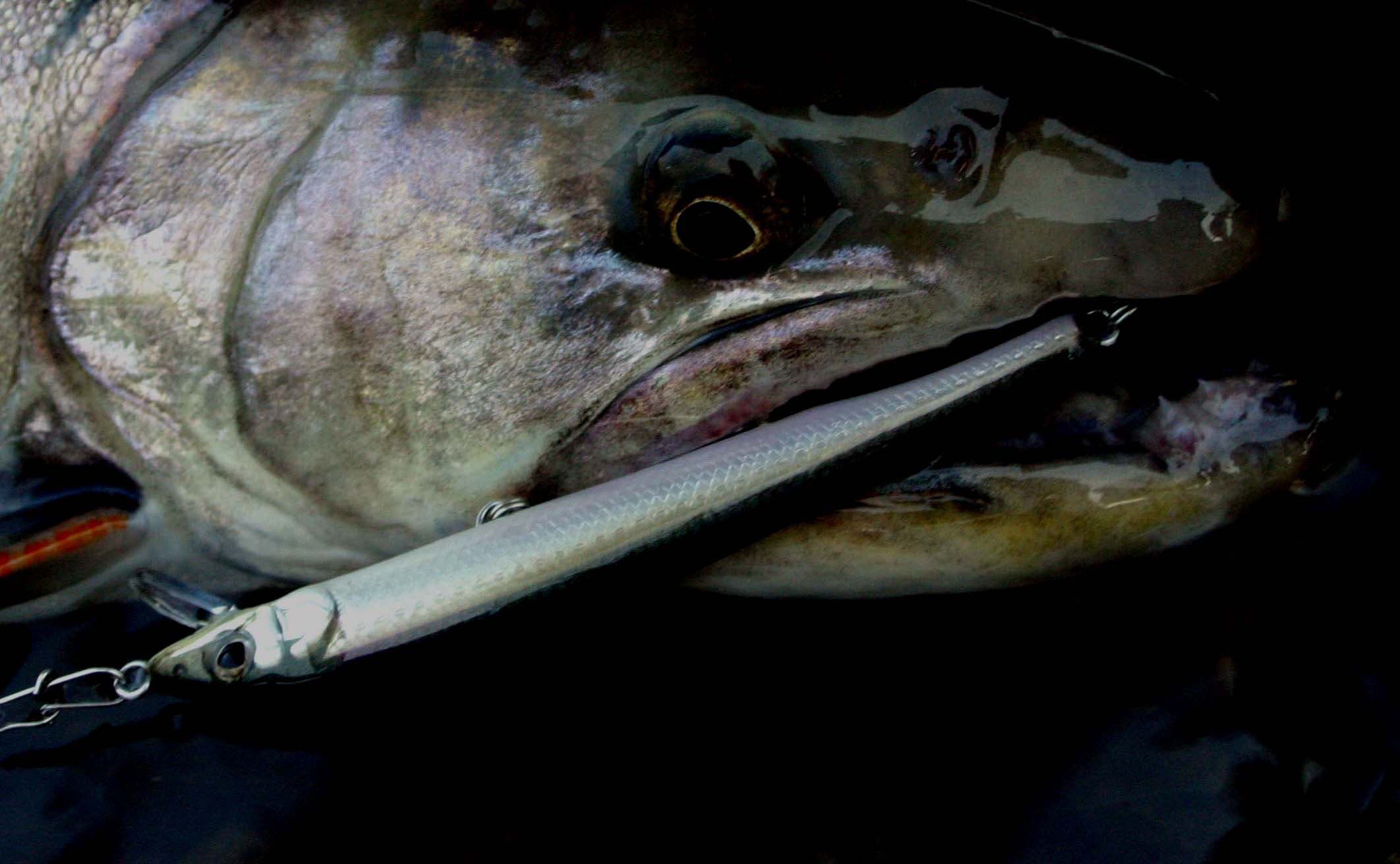 ハントを咥えた大イワナ