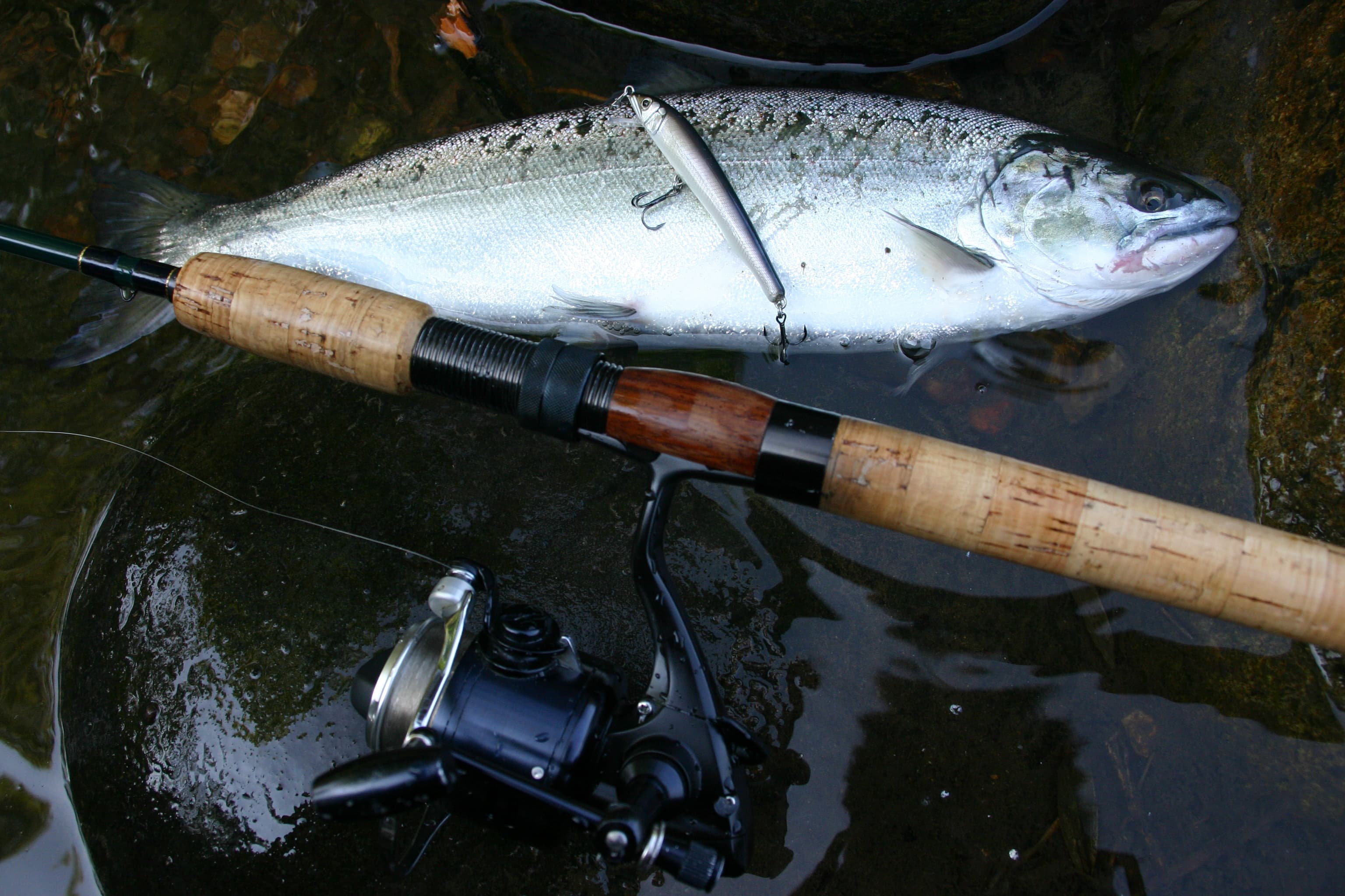 長良川のサツキマスは燻銀のウロコ