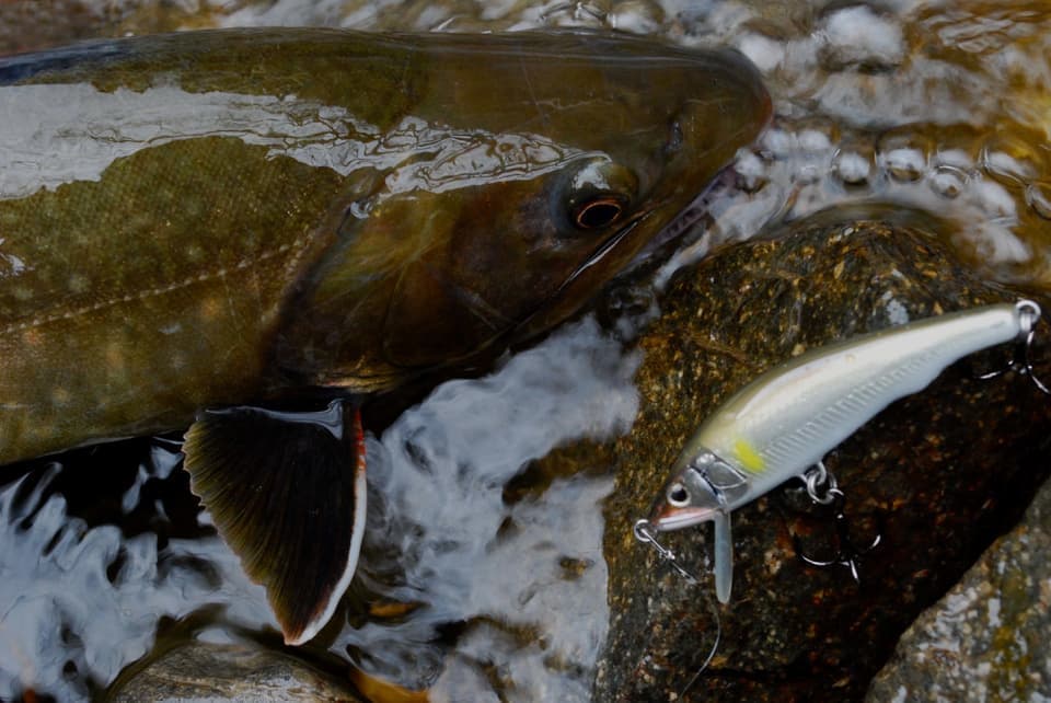 大岩魚とアンカー