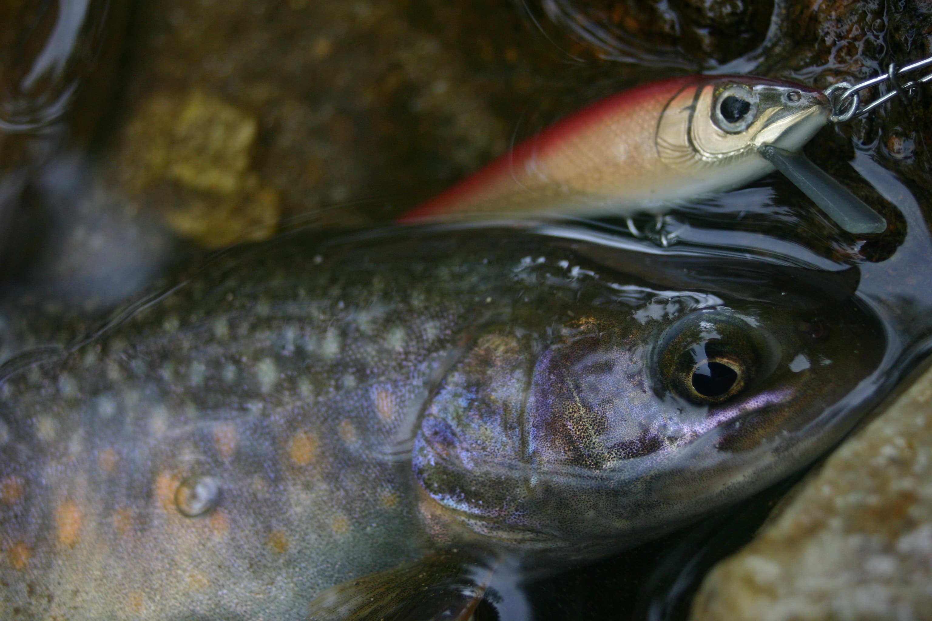 赤キンに食らいついたイワナ