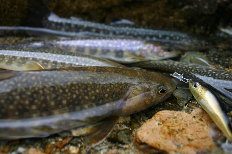 イワナの大群とキンクロラーク