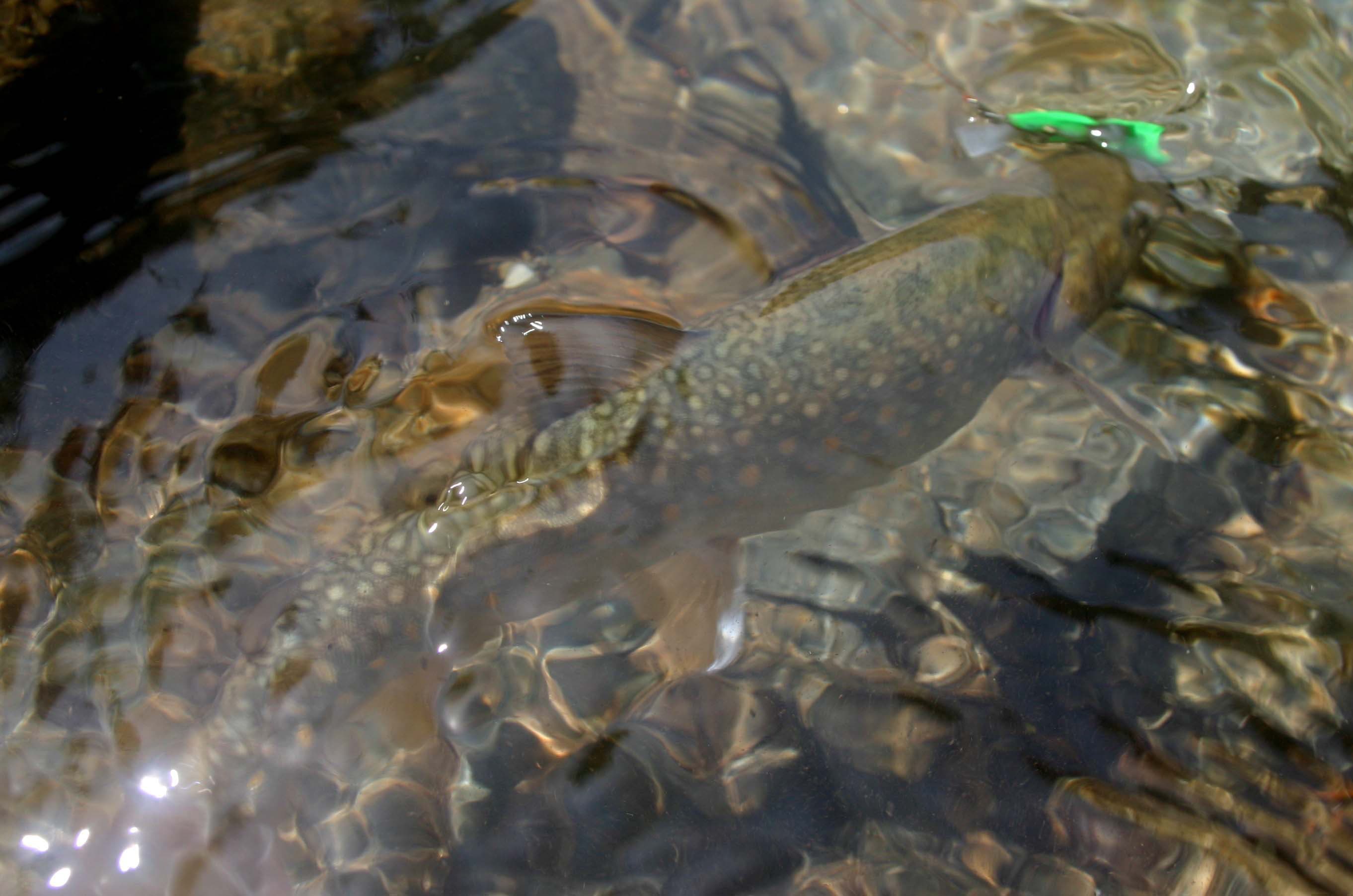 光が眩しい水面のイワナ