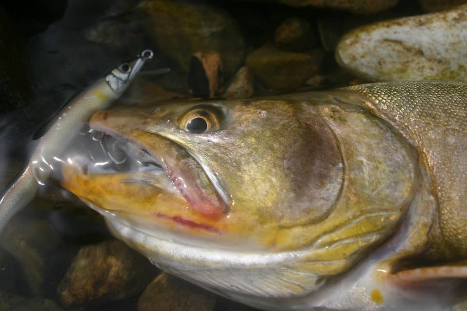 黄色の口元にはアユカラーのハント
