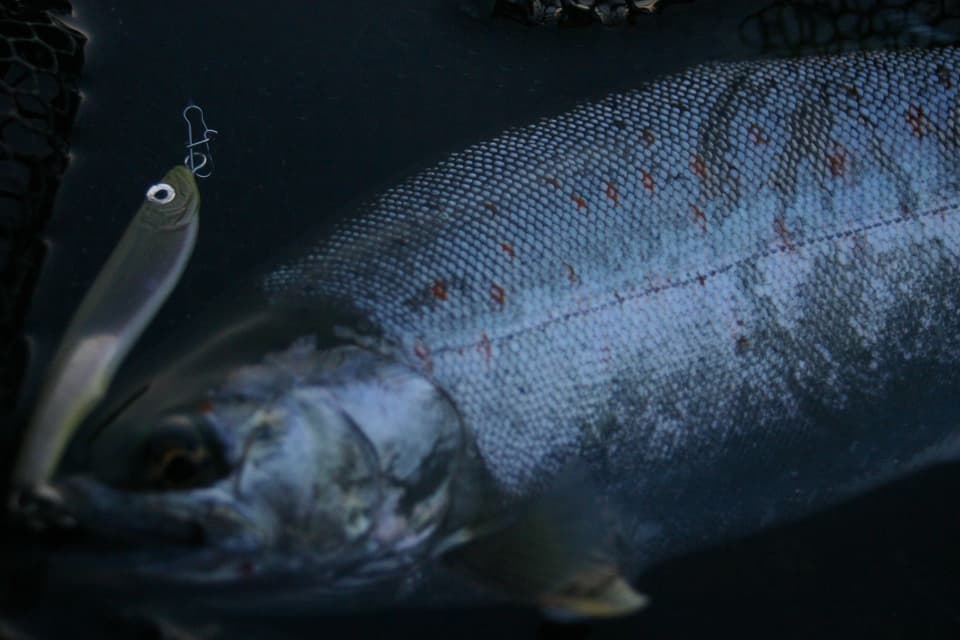 暗い夕暮れまじかに釣れたサツキマス