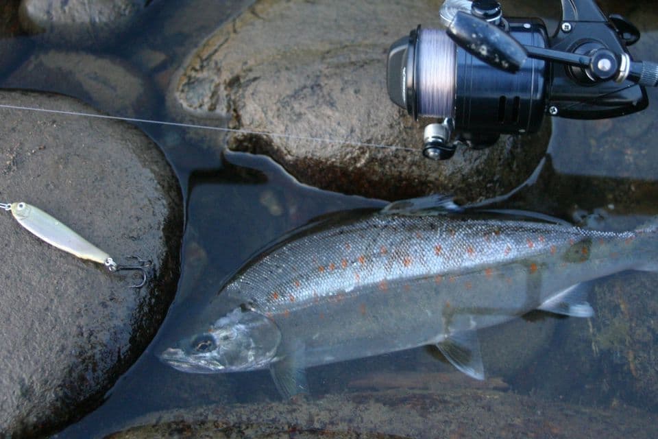 サツキマスには底を狙えるダイブスプーン