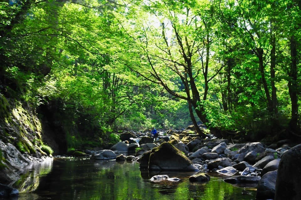 新緑の光が差し込む渓流