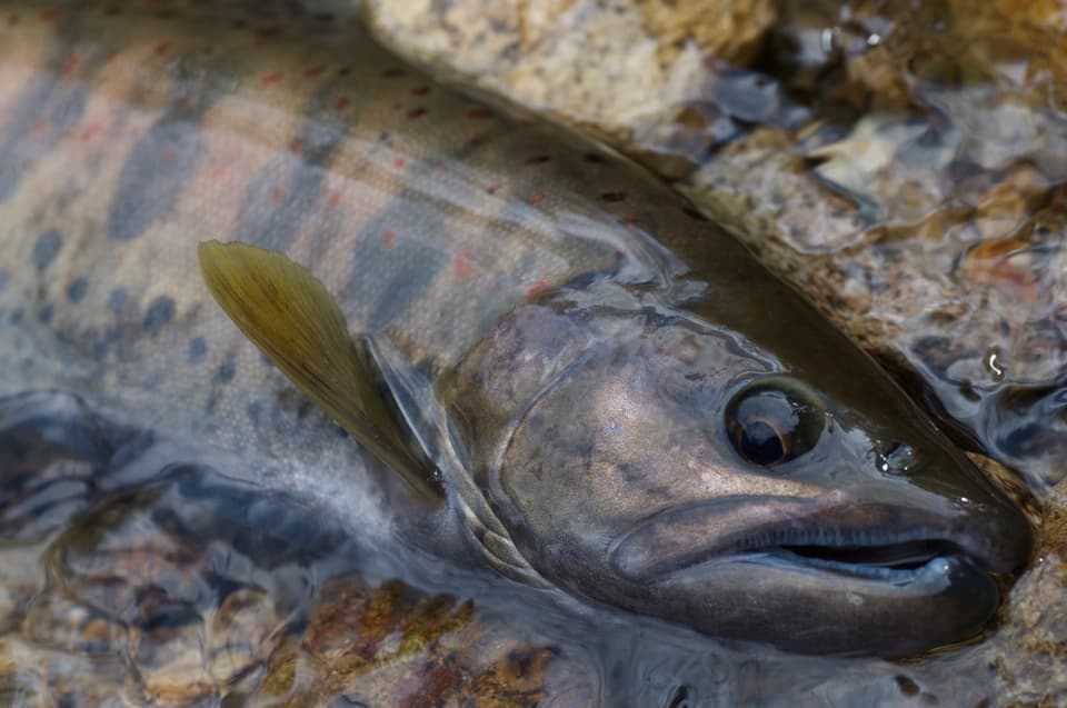 黒い目玉が印象的なサビの入った谷あまご