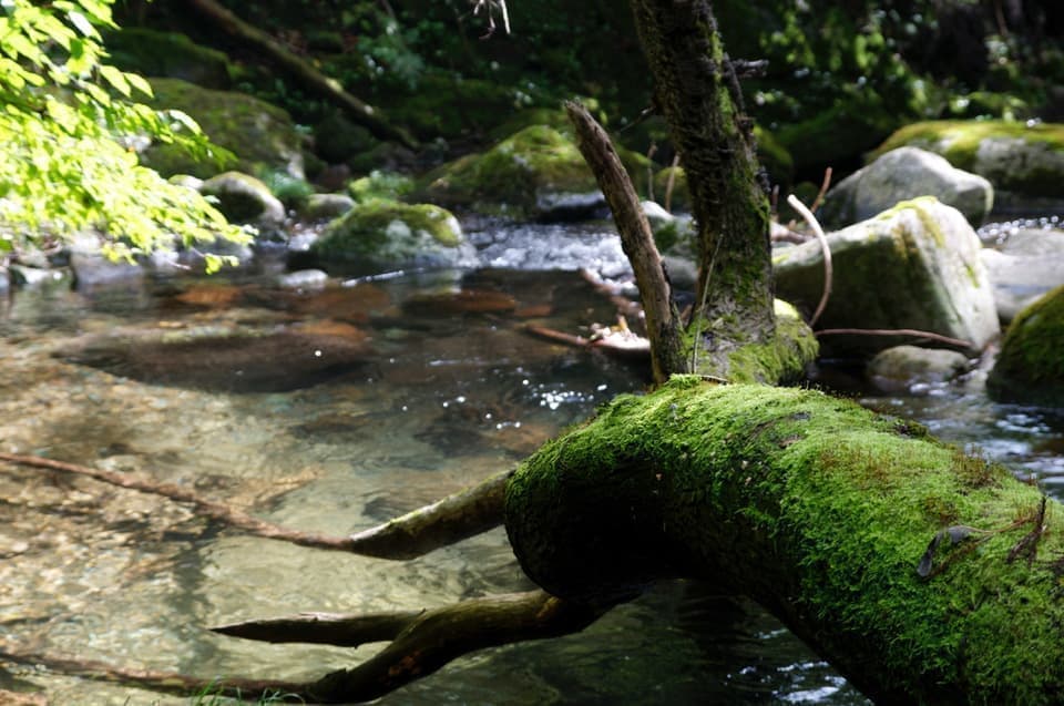 倒れた木には緑の苔が生えている。水は澄んでいる。