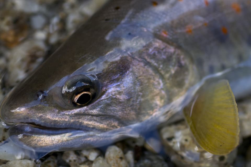 紫に光頬と眼光が鋭いアマゴ