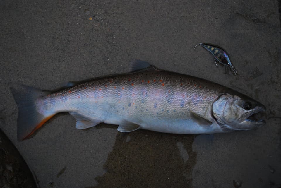 お腹が」パンパンな本流アマゴとベンケイ