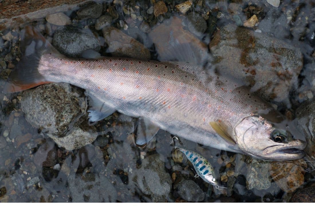 目玉に力がある尺アマゴとベンケイ