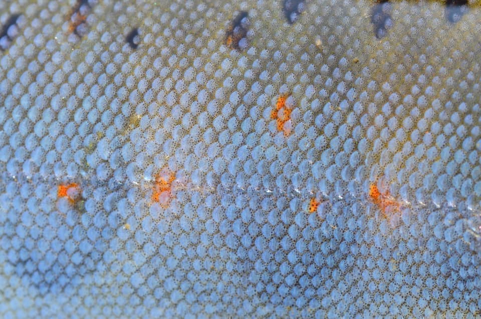 薄青と朱点と鱗がキレイなアマゴ