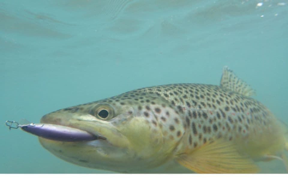 カナダで釣れたブラウントラウトと紫のウシワカ