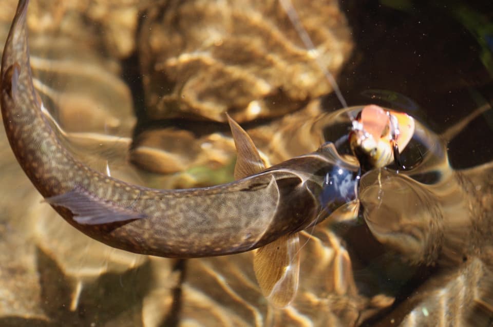 明るい光の水面が揺れるイワナと牛若