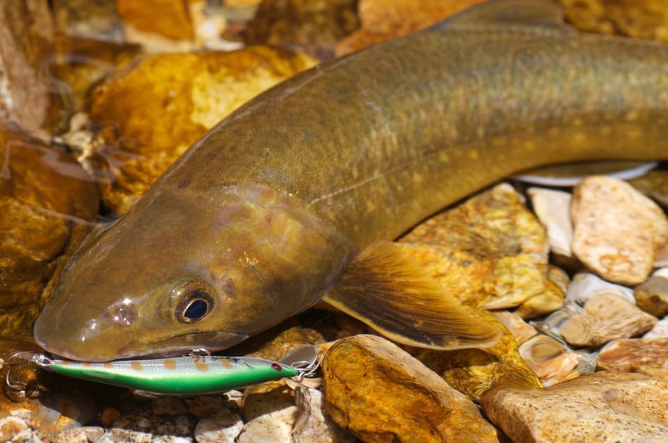 黄金色に輝くヒレの綺麗なイワナとウシワカ