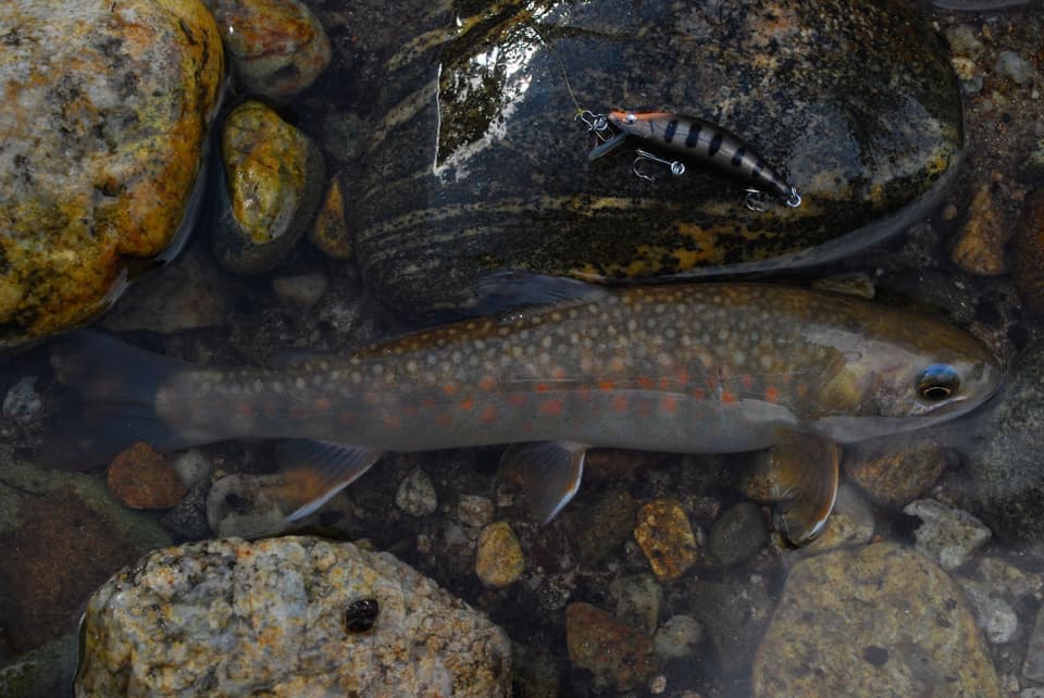 暗い木陰で釣れたイワナとウシワカ