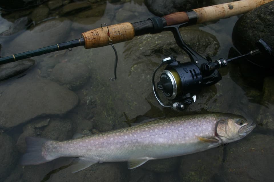 紫の体色がキレイなイワナとダイブスプーン