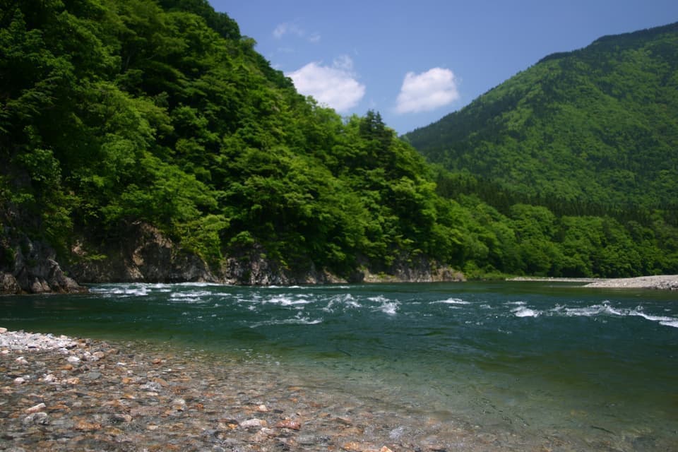 速い流れの中には大ヤマメ