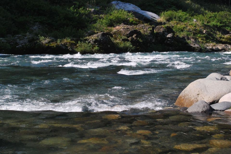 激流の中で捕食するアマゴ