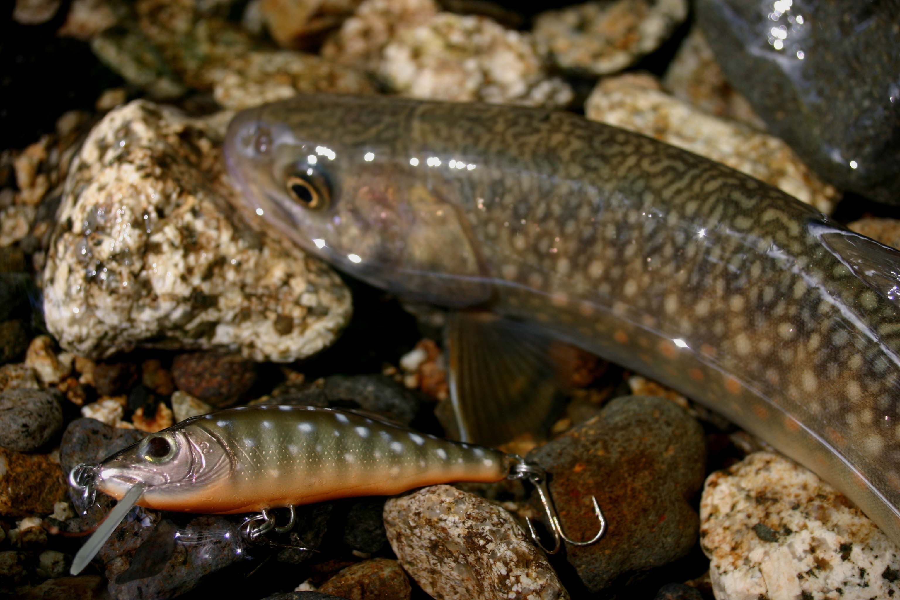 花崗岩の上にイワナとラーク