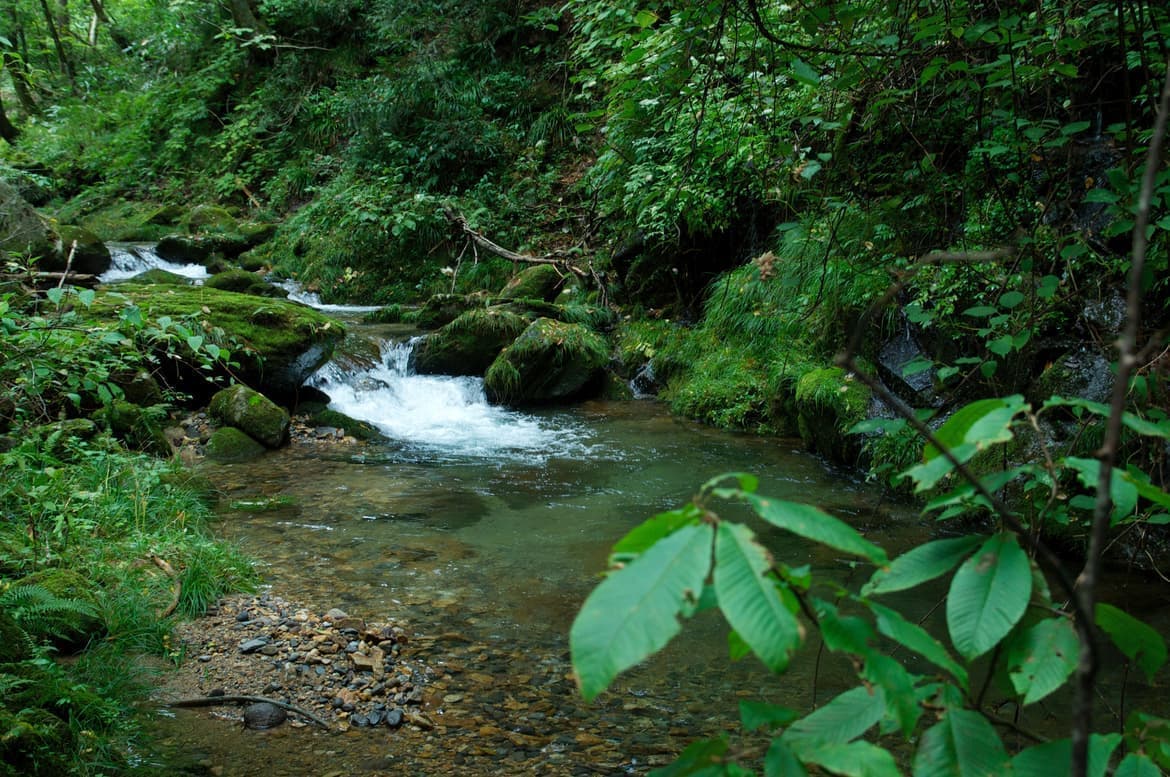 白泡をはらむ澄んだ流れの中に潜むイワナ