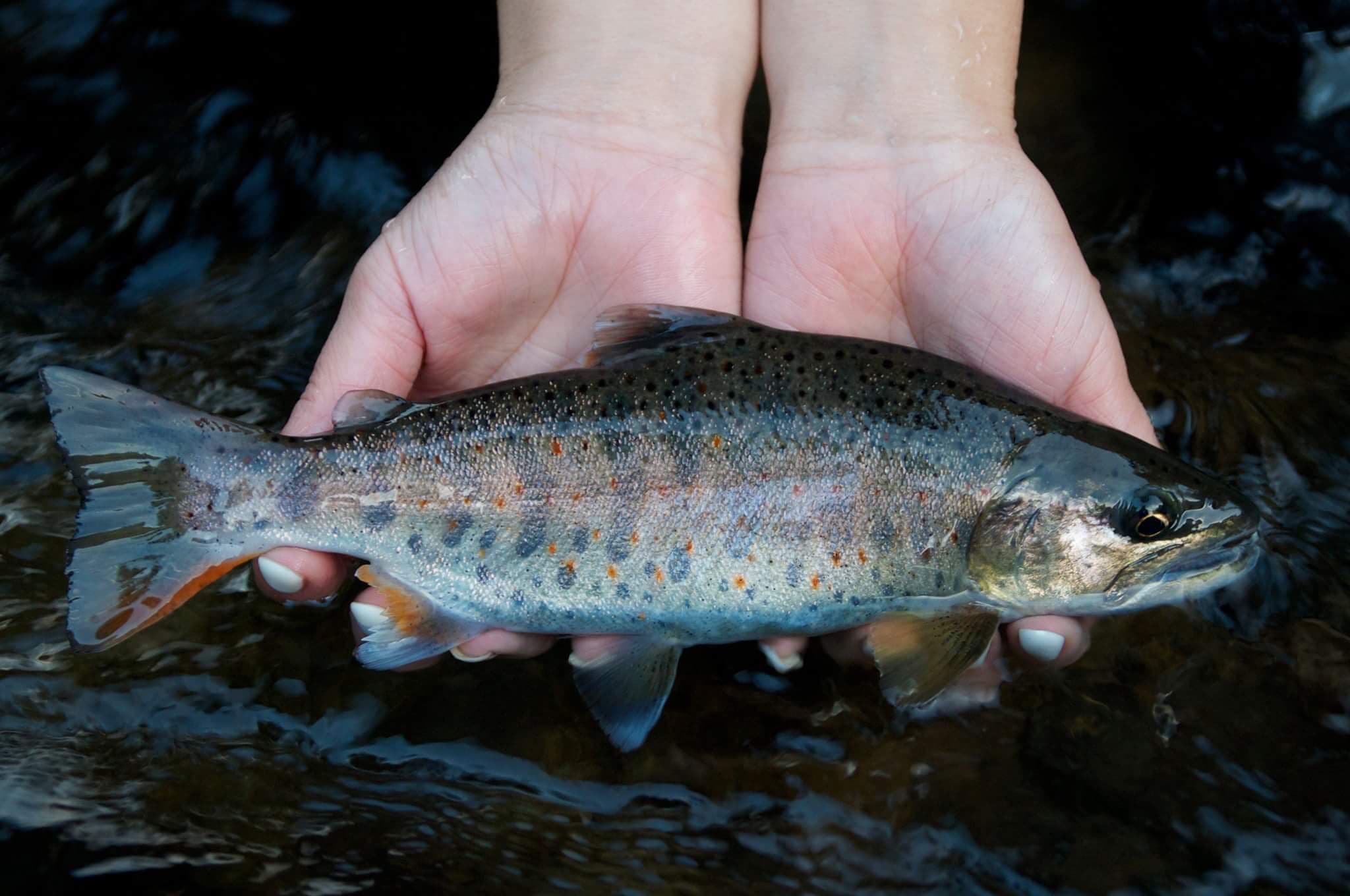透き通ったオレンジのヒレとアマゴカラーのベンケイ