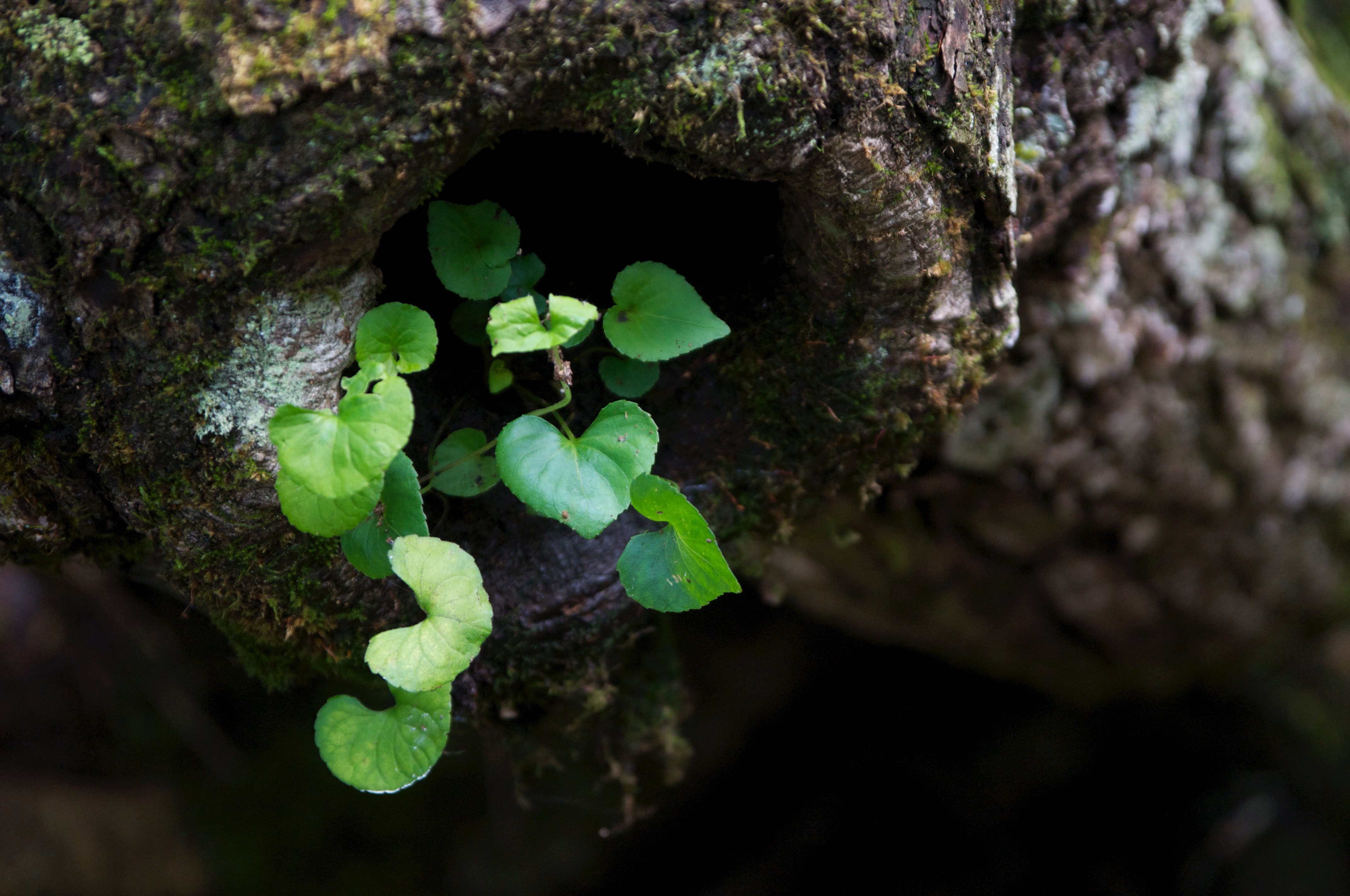 朽ちた節から覗く緑の野草