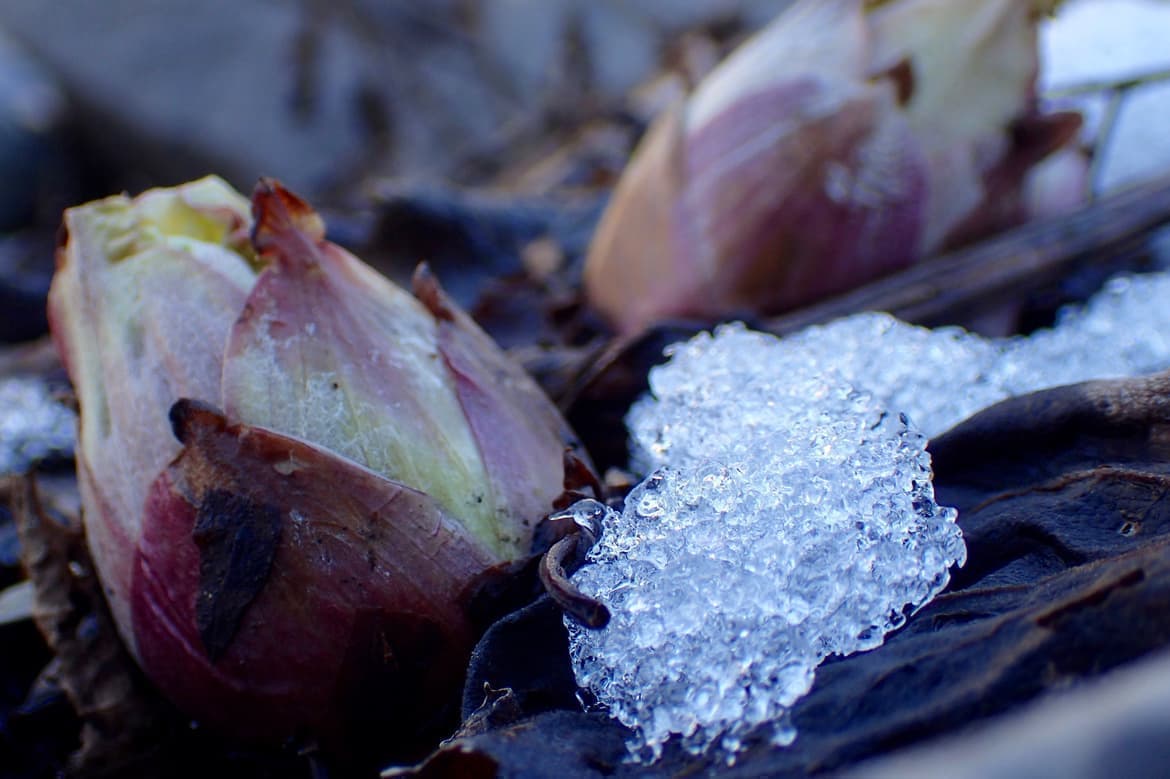 雪の中にひっそり生える春先のふきのとう