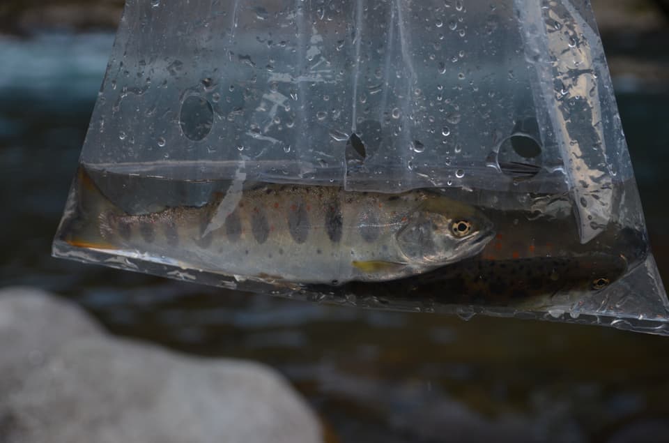 晴れた日の釣りとライブバッグ