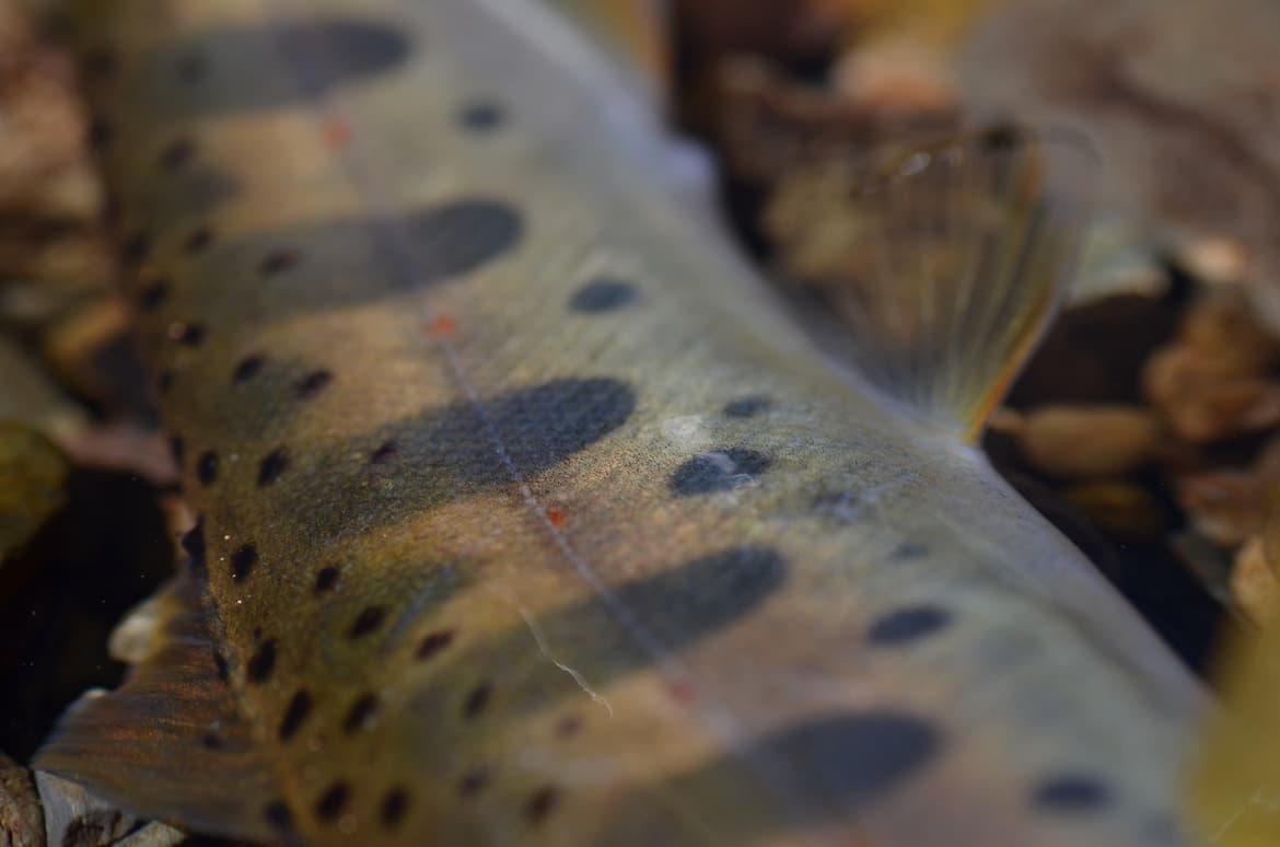 深い青色が印象的なパーマークを持つヤマメ