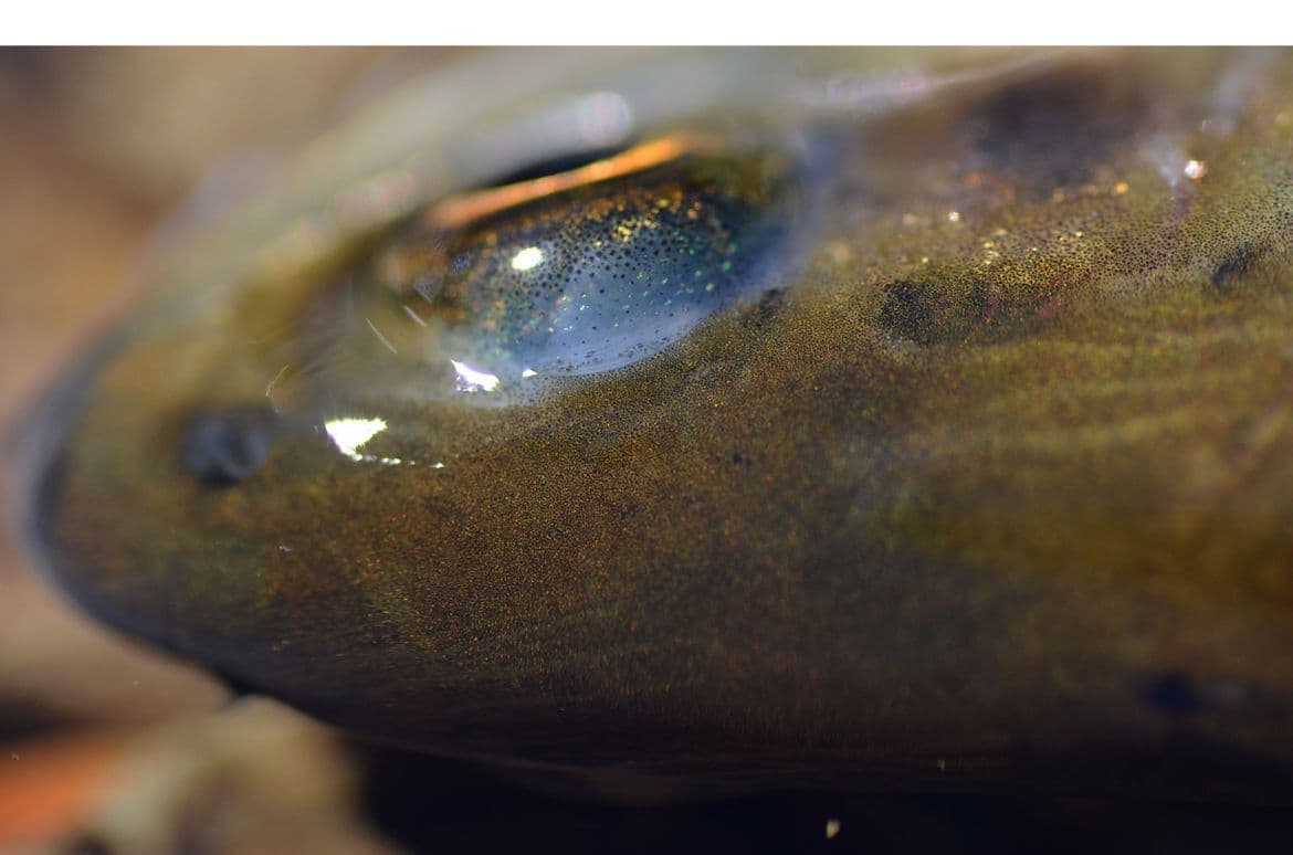 エメラルド色のまぶたが美しいアマゴ