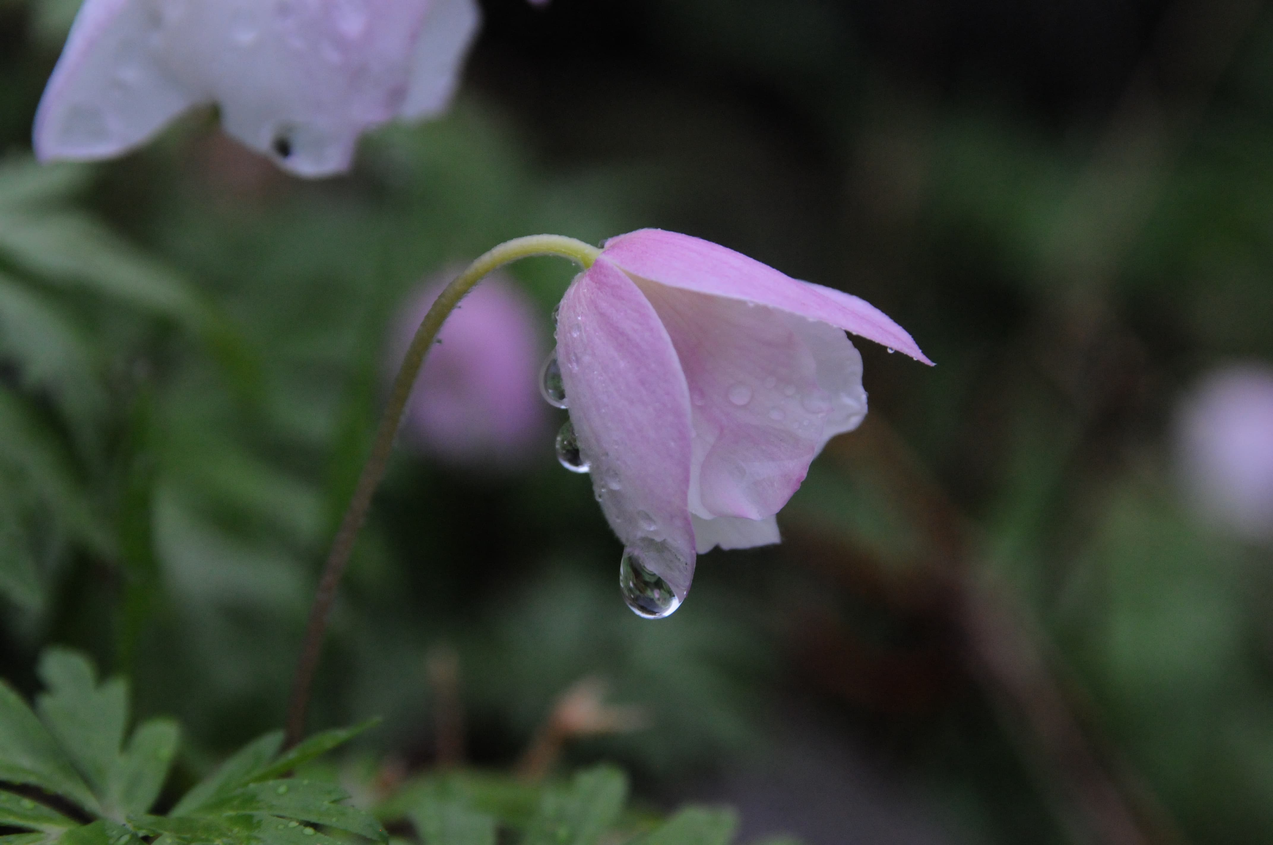 薄ピンクの花には滴が垂れる