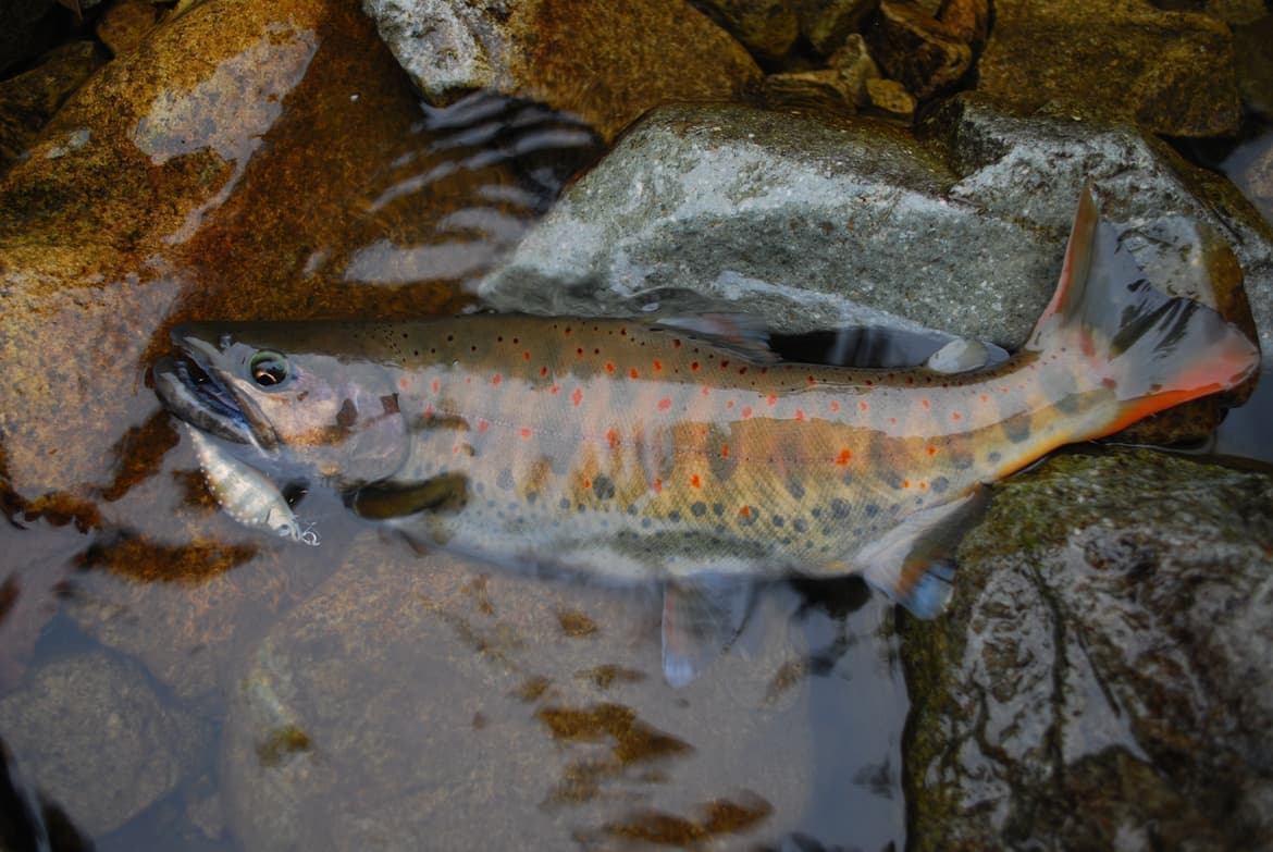 口に渓流ルアーを咥えた大アマゴ