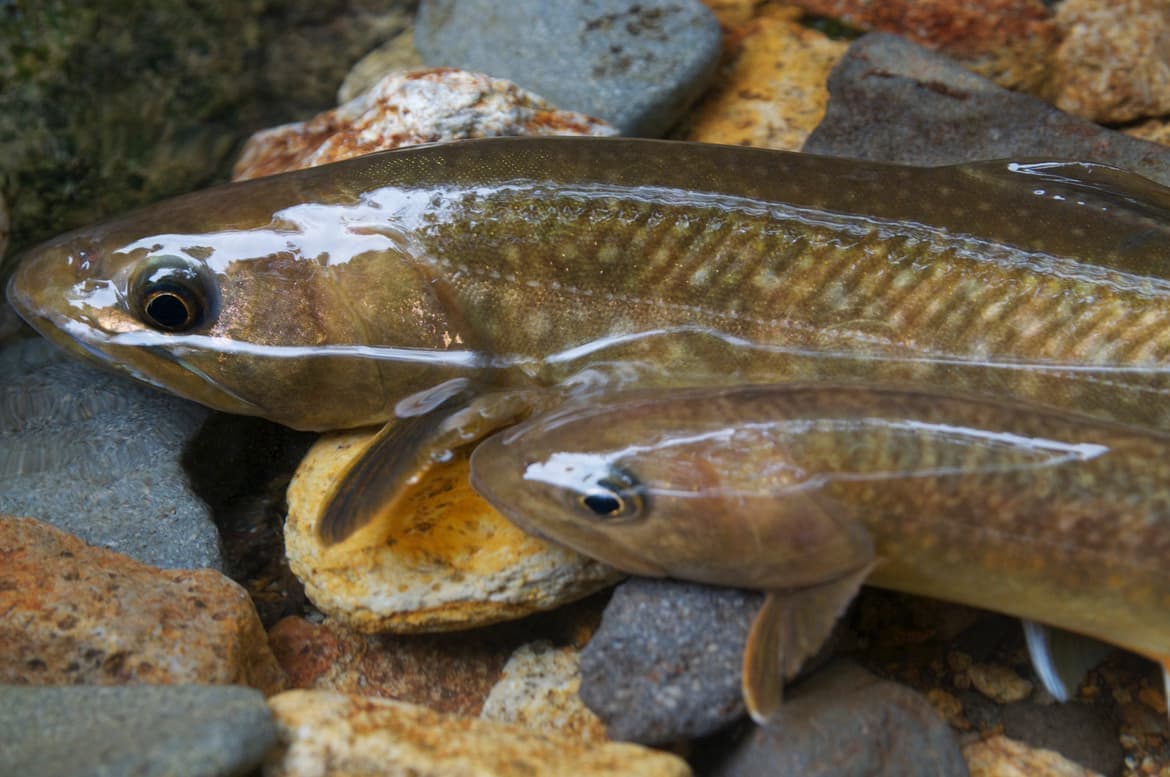 澄んだ水の中にいる２匹の大きなイワナ