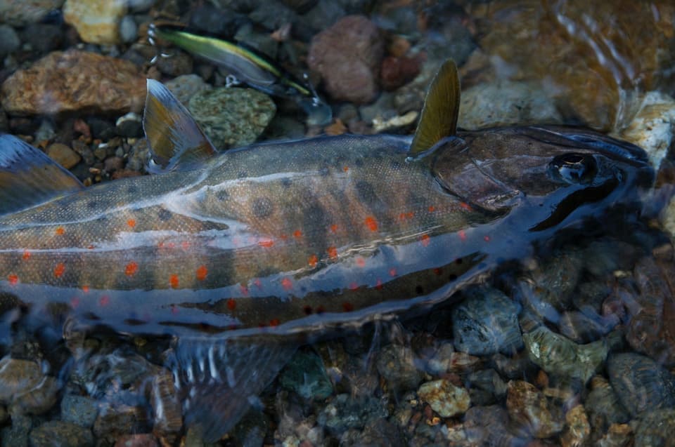 禁漁まじかのサビが入ったアマゴ