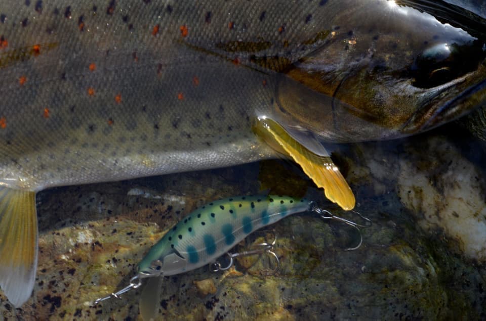 黄色のヒレが美しい四国のアメゴ